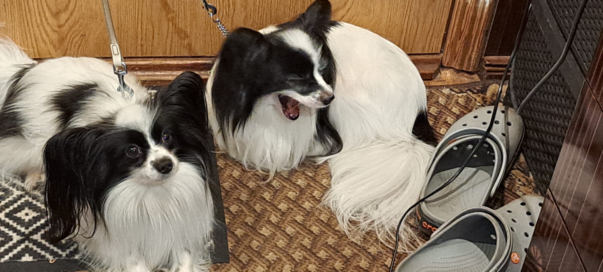 A cute kitten for Viktorija